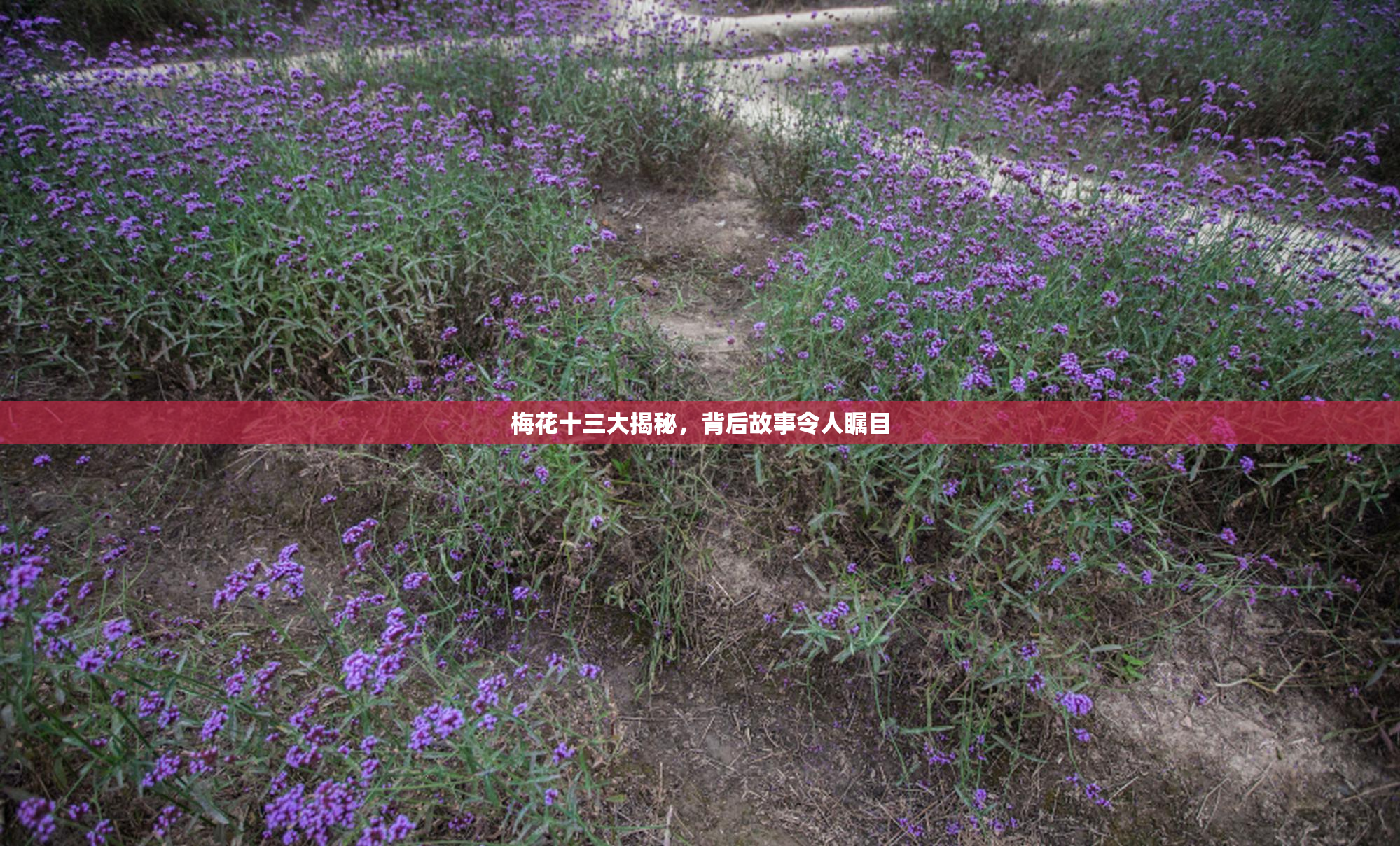 梅花十三大揭秘，背后故事令人瞩目