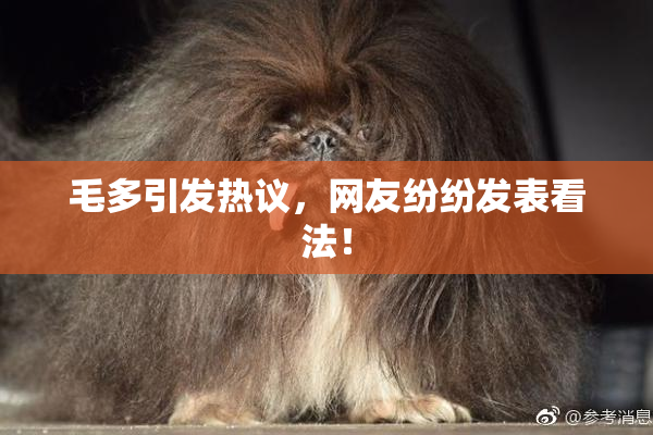毛多引发热议，网友纷纷发表看法！