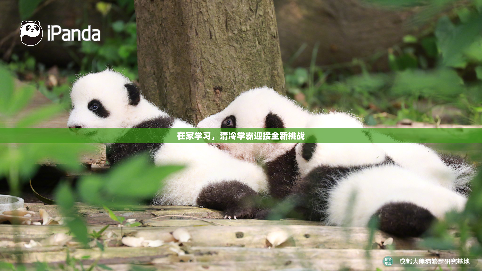 在家学习，清冷学霸迎接全新挑战