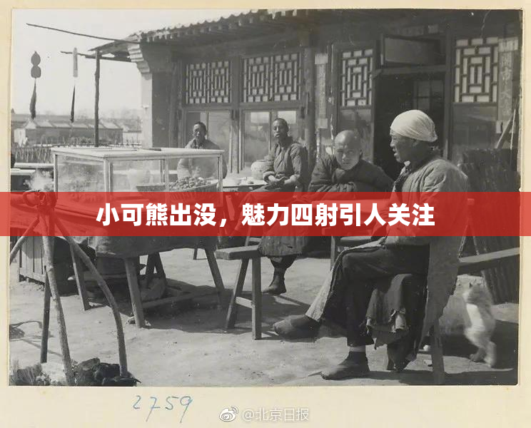 小可熊出没，魅力四射引人关注