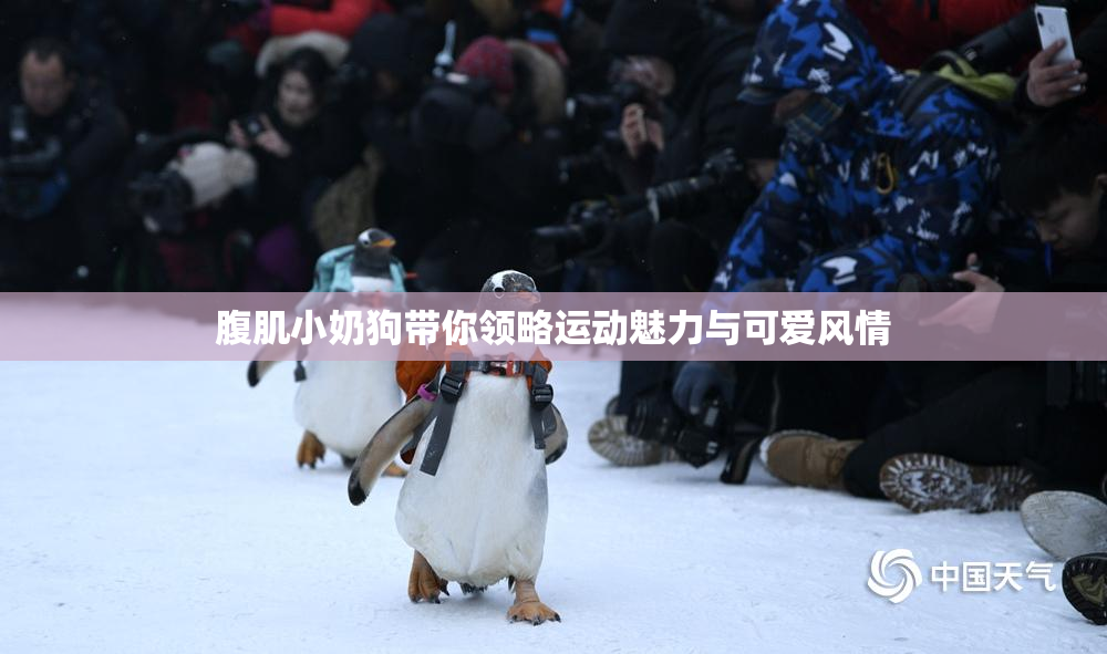 腹肌小奶狗带你领略运动魅力与可爱风情