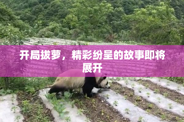 开局拔萝，精彩纷呈的故事即将展开