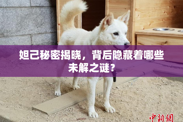 妲己秘密揭晓，背后隐藏着哪些未解之谜？
