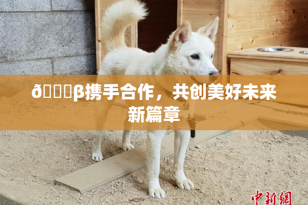 👙β携手合作，共创美好未来新篇章