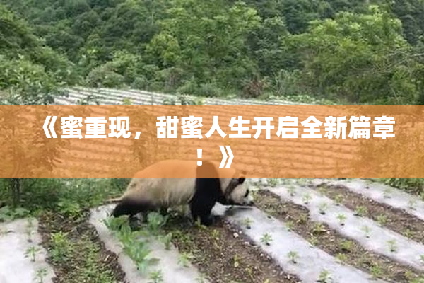 《蜜重现，甜蜜人生开启全新篇章！》