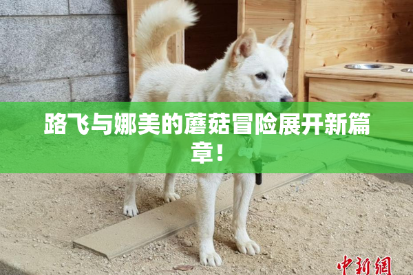 路飞与娜美的蘑菇冒险展开新篇章！