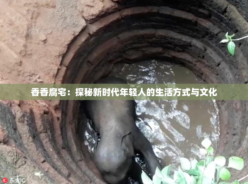 香香腐宅：探秘新时代年轻人的生活方式与文化