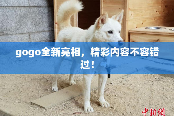 gogo全新亮相，精彩内容不容错过！