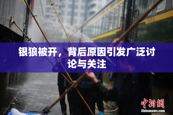银狼被开，背后原因引发广泛讨论与关注