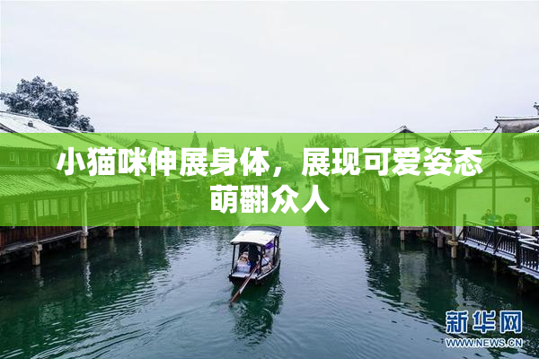 小猫咪伸展身体，展现可爱姿态萌翻众人