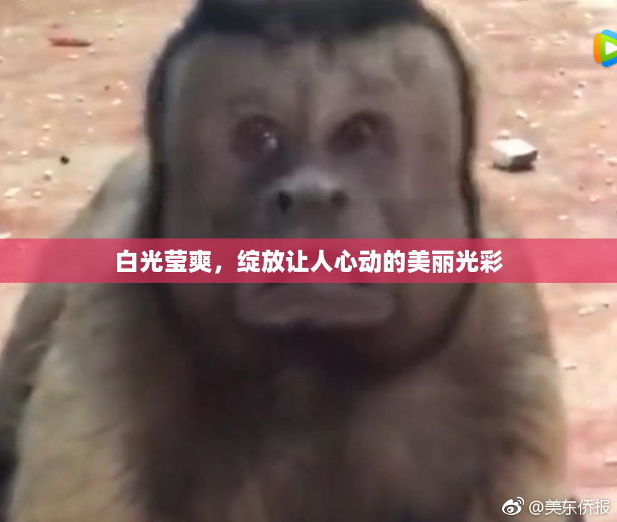 白光莹爽，绽放让人心动的美丽光彩