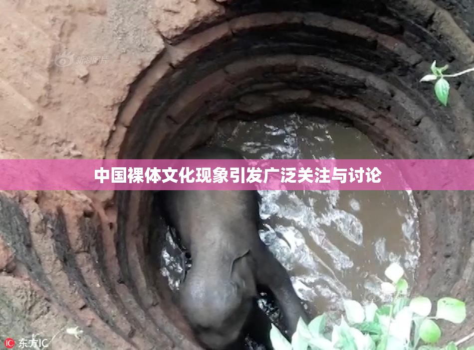 中国裸体文化现象引发广泛关注与讨论
