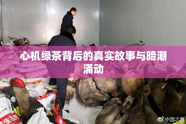 心机绿茶背后的真实故事与暗潮涌动