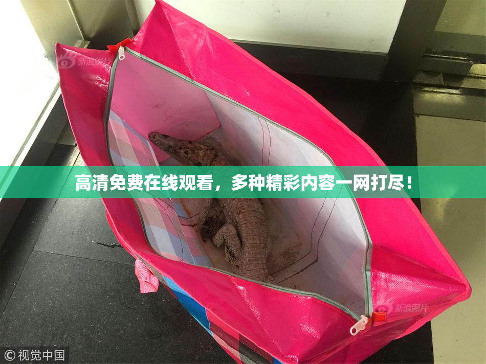 高清免费在线观看，多种精彩内容一网打尽！