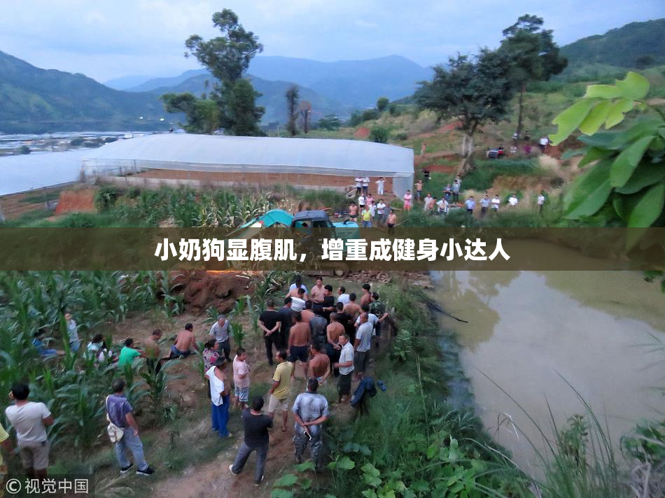 小奶狗显腹肌，增重成健身小达人
