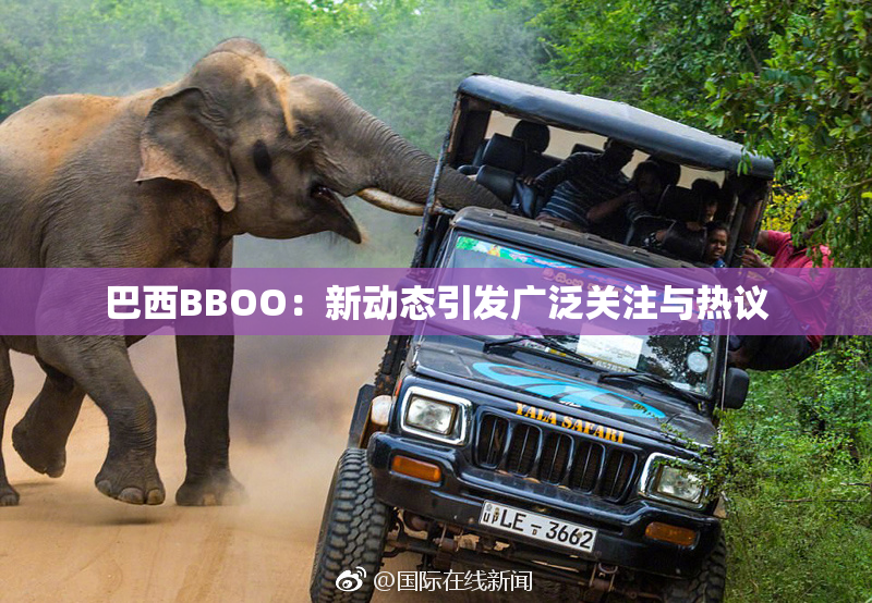 巴西BBOO：新动态引发广泛关注与热议