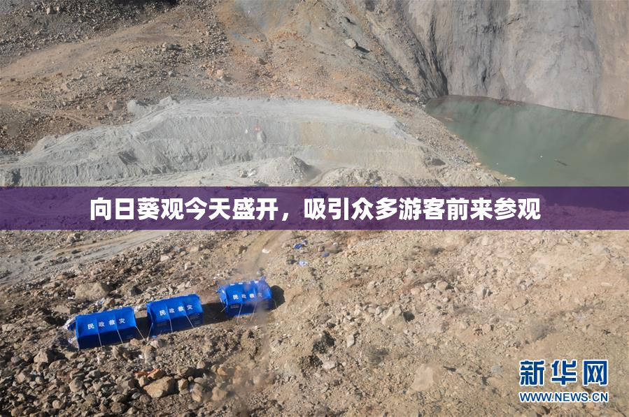 向日葵观今天盛开，吸引众多游客前来参观