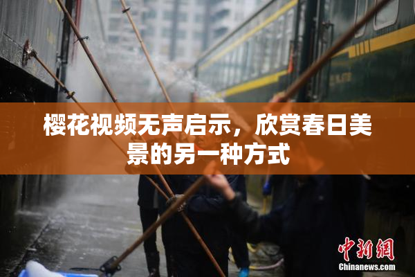 樱花视频无声启示，欣赏春日美景的另一种方式