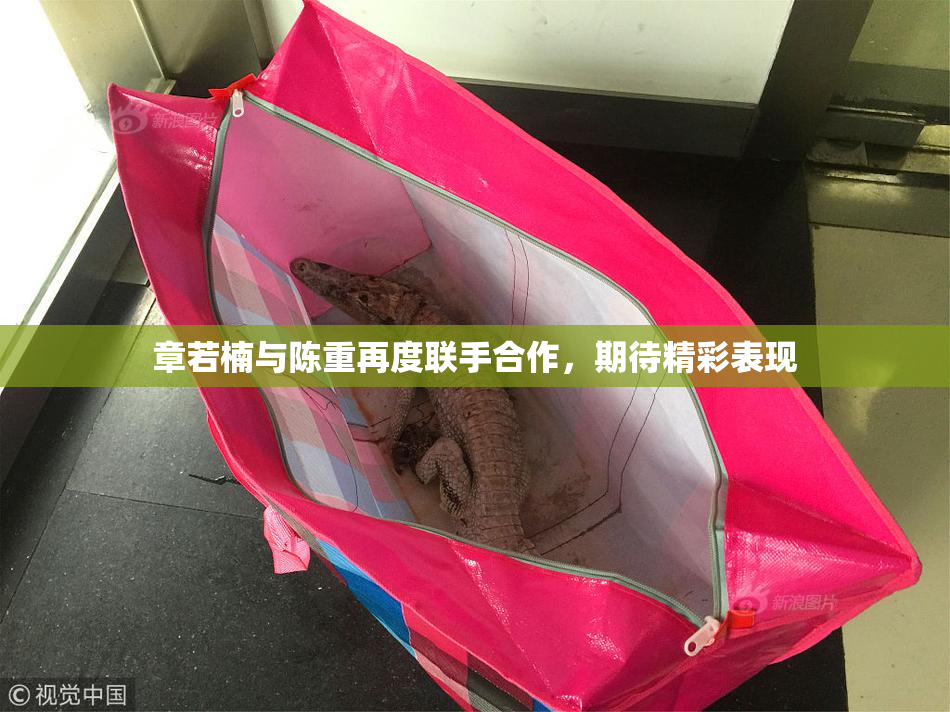 章若楠与陈重再度联手合作，期待精彩表现