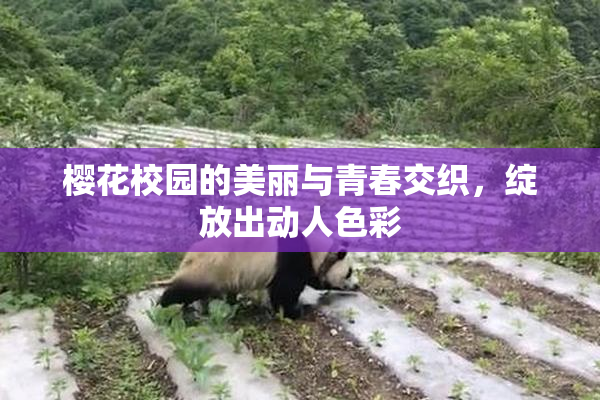樱花校园的美丽与青春交织，绽放出动人色彩
