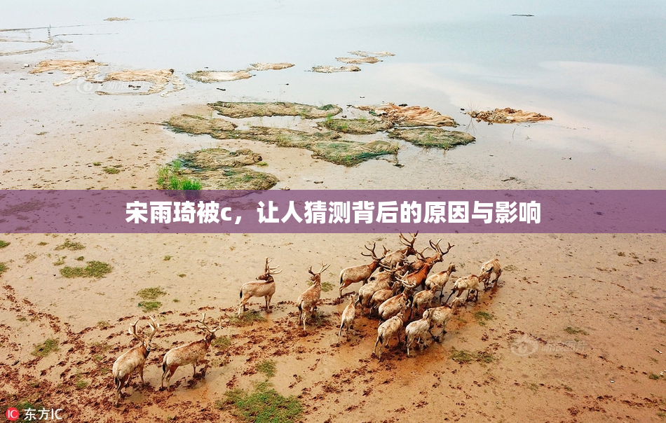 宋雨琦被c，让人猜测背后的原因与影响
