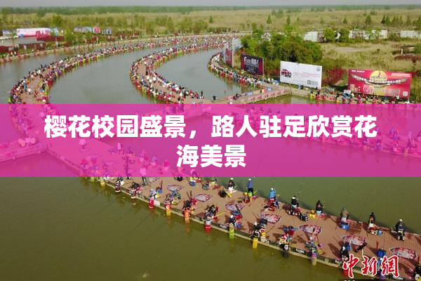 樱花校园盛景，路人驻足欣赏花海美景