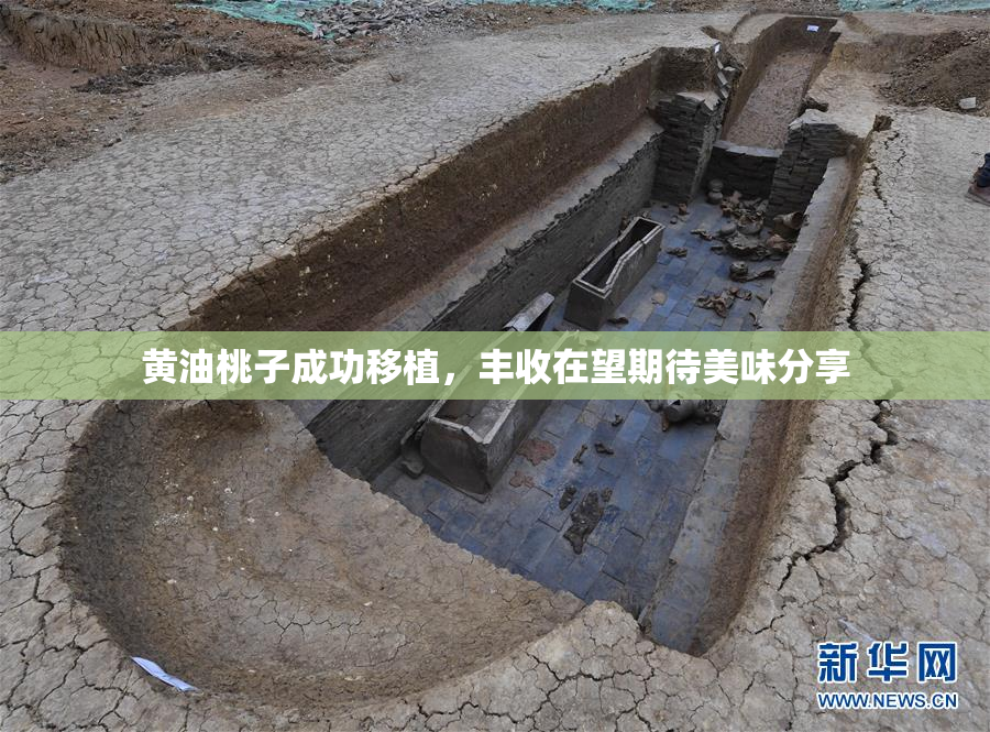 黄油桃子成功移植，丰收在望期待美味分享
