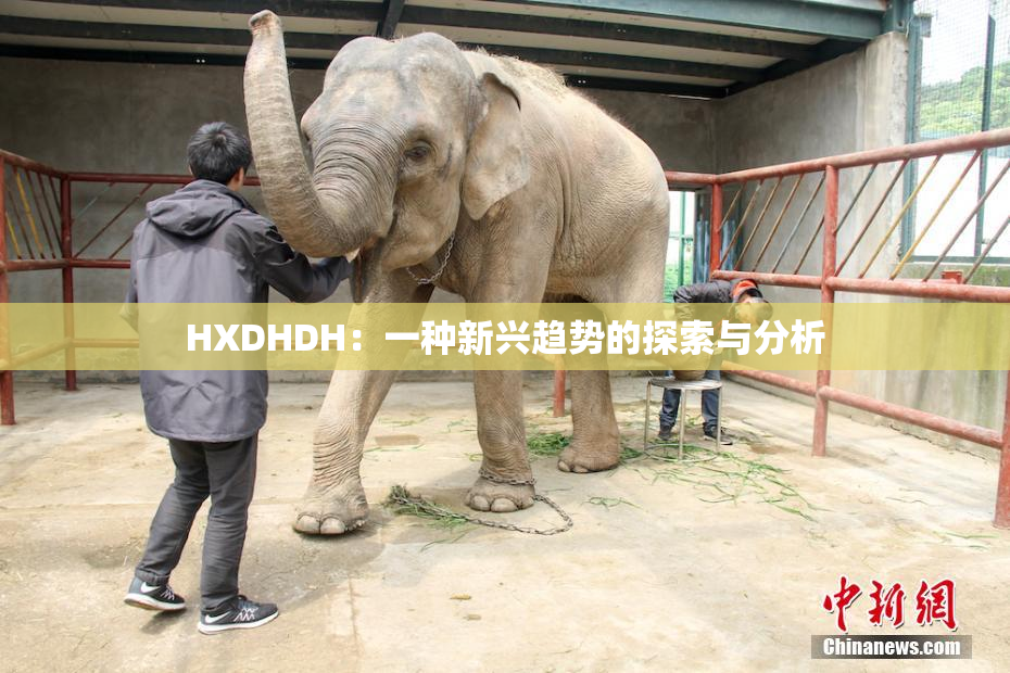 HXDHDH：一种新兴趋势的探索与分析
