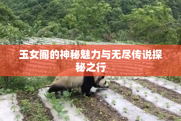 玉女阁的神秘魅力与无尽传说探秘之行