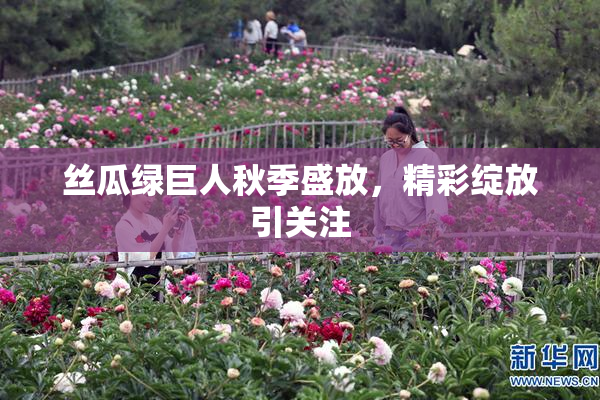 丝瓜绿巨人秋季盛放，精彩绽放引关注