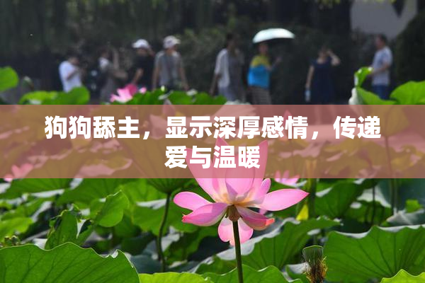 狗狗舔主，显示深厚感情，传递爱与温暖