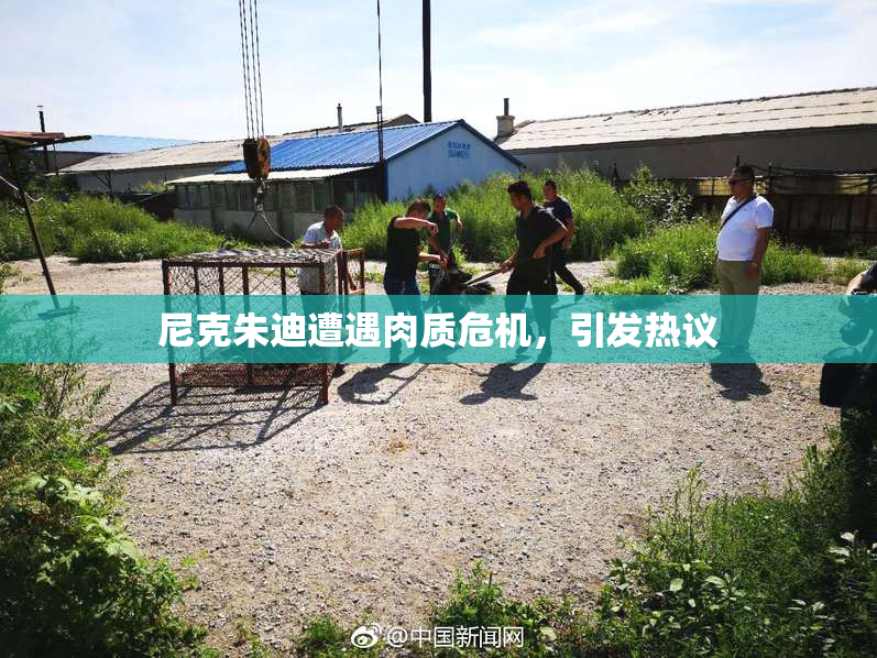 尼克朱迪遭遇肉质危机，引发热议