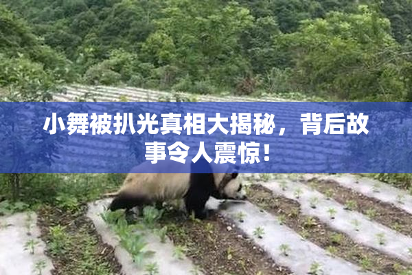 小舞被扒光真相大揭秘，背后故事令人震惊！