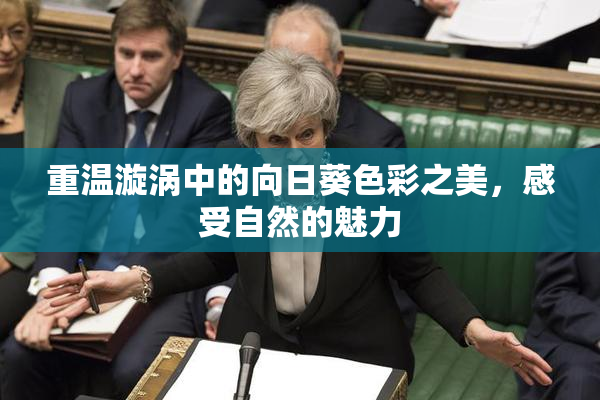 重温漩涡中的向日葵色彩之美，感受自然的魅力