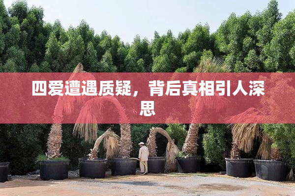 四爱遭遇质疑，背后真相引人深思