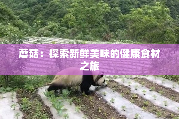 蘑菇：探索新鲜美味的健康食材之旅