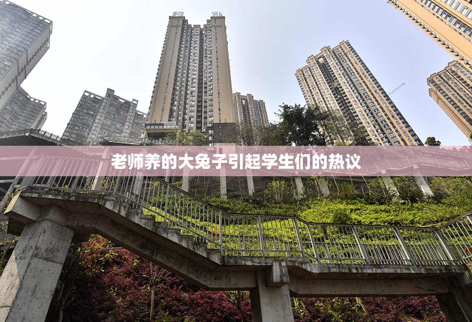 老师养的大兔子引起学生们的热议
