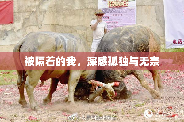 被隔着的我，深感孤独与无奈