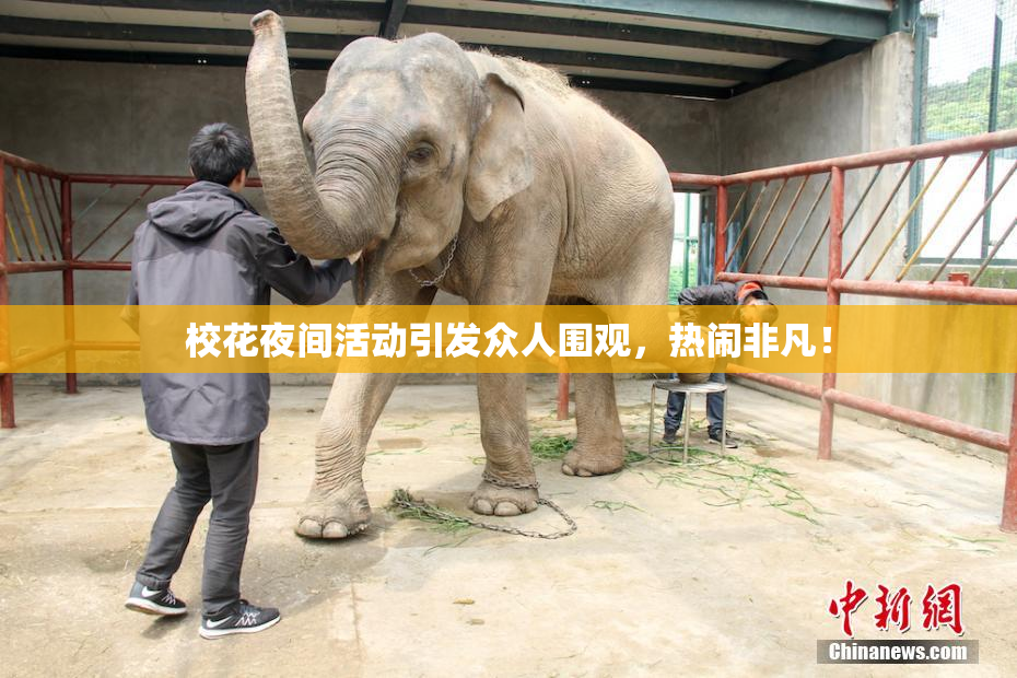 校花夜间活动引发众人围观，热闹非凡！