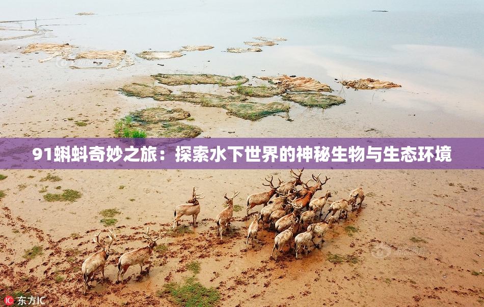 91蝌蚪奇妙之旅：探索水下世界的神秘生物与生态环境