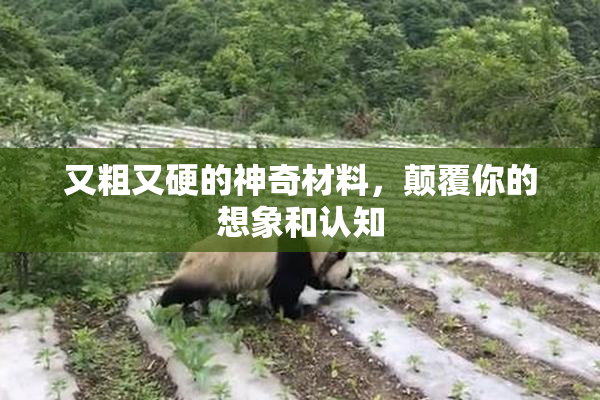又粗又硬的神奇材料，颠覆你的想象和认知