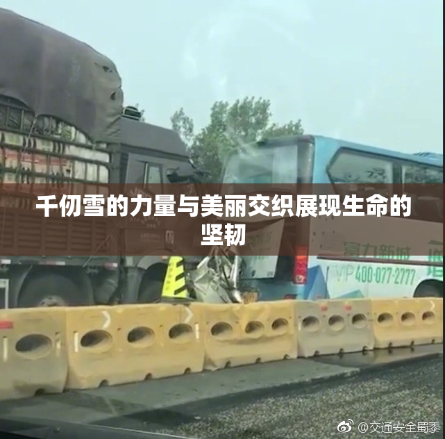 千仞雪的力量与美丽交织展现生命的坚韧
