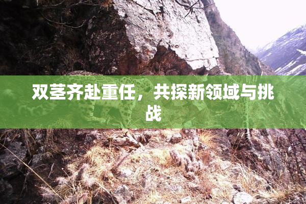 双茎齐赴重任，共探新领域与挑战