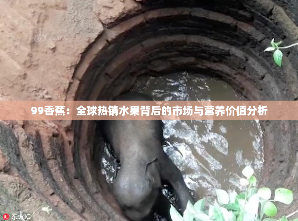 99香蕉：全球热销水果背后的市场与营养价值分析
