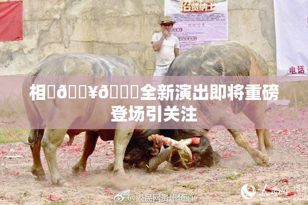 相沢🔥🍑全新演出即将重磅登场引关注
