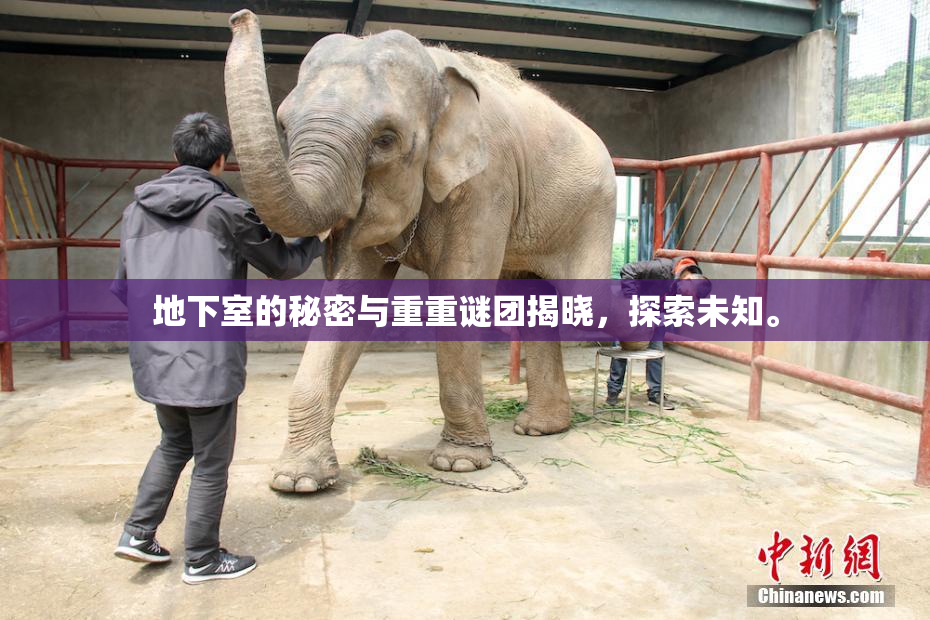 地下室的秘密与重重谜团揭晓，探索未知。