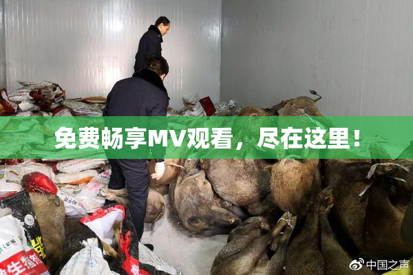 免费畅享MV观看，尽在这里！