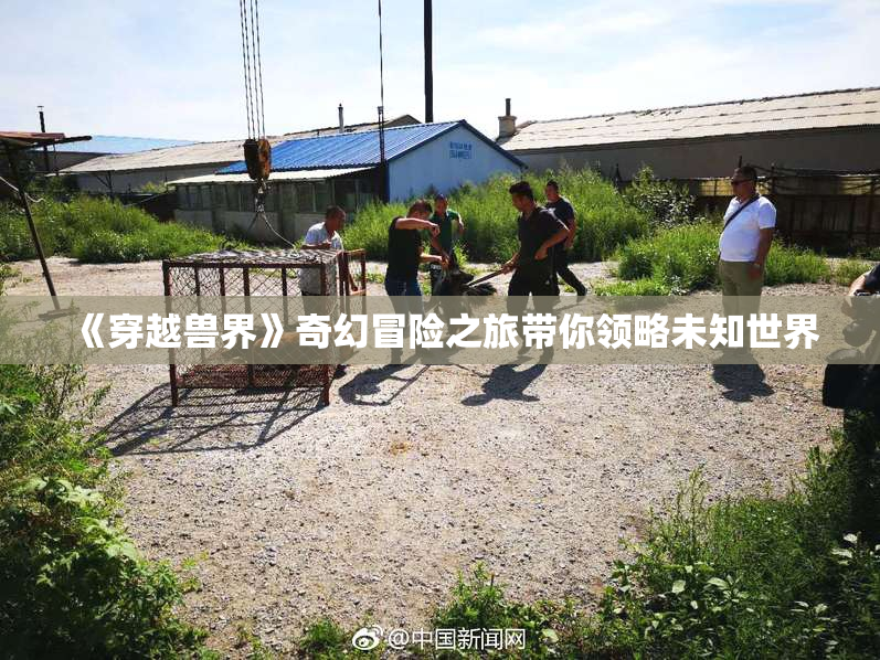 《穿越兽界》奇幻冒险之旅带你领略未知世界