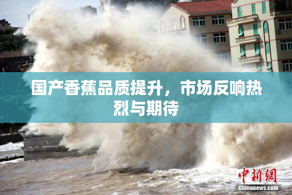 国产香蕉品质提升，市场反响热烈与期待