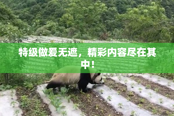 特级做爰无遮，精彩内容尽在其中！